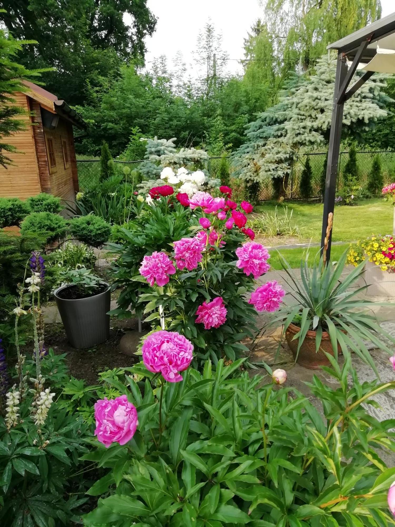 Apartament Wlodek Jelenia Góra Екстериор снимка